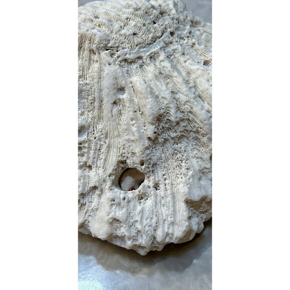 White Maze Sea Coral Surf Tumble Fossil Ocean Decor Display Costal Beach - Picture 3 of 5